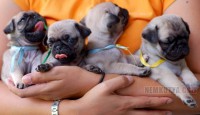 /album/mopszikak/a1354363909-wuxrh-1-jpg/