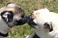/album/mopszikak/pug-love-jpg/